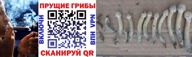 купить закладку  Суворов  Галлюциногенные грибы Cubensis 